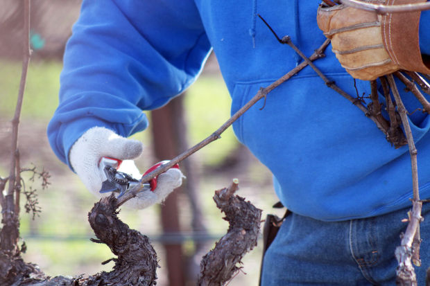 Napa County Pruning Contest 2014